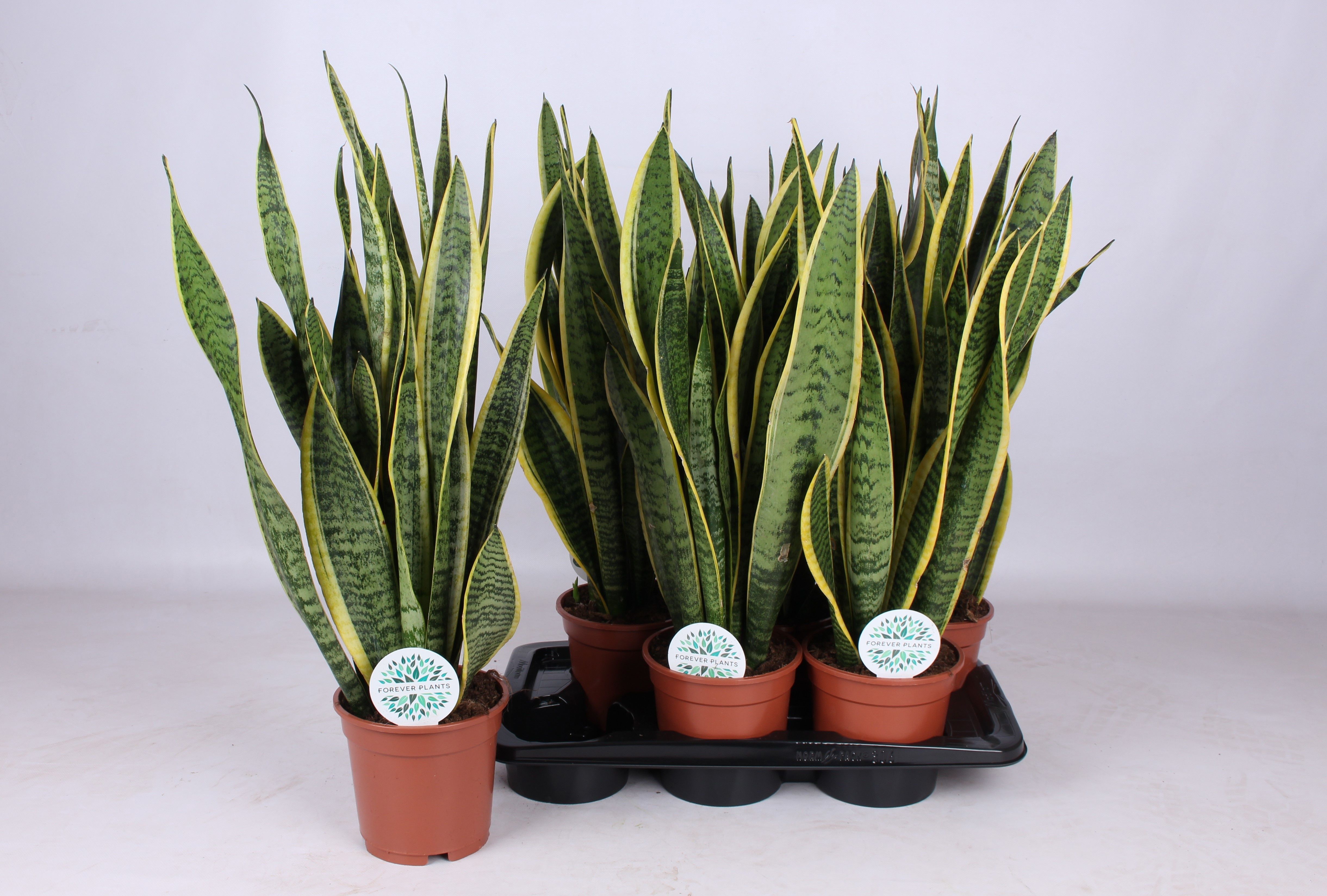 Горшечные цветы и растения оптом Sansev Laurentii от 6шт из Голландии с доставкой по России