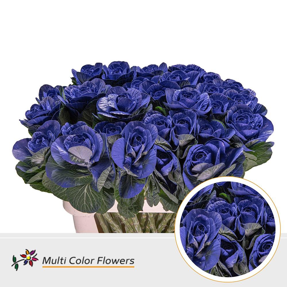 Срезанные цветы оптом Brassica paint blue dark от 30шт из Голландии с доставкой по России