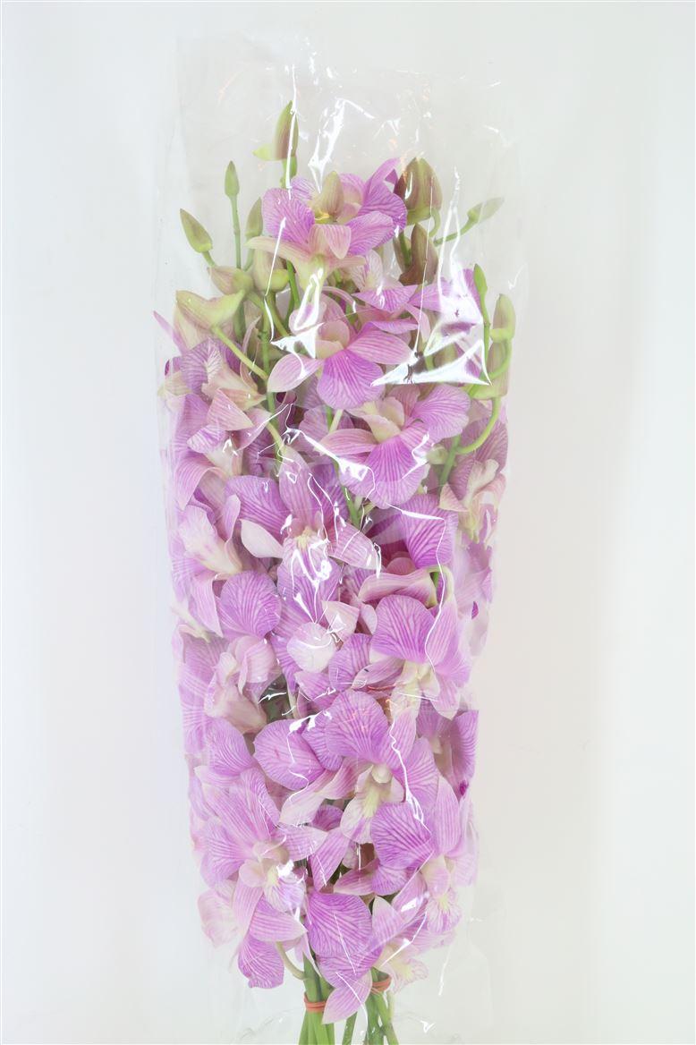 Срезанные цветы оптом Dendrobium candy stripe от 20шт из Голландии с доставкой по России