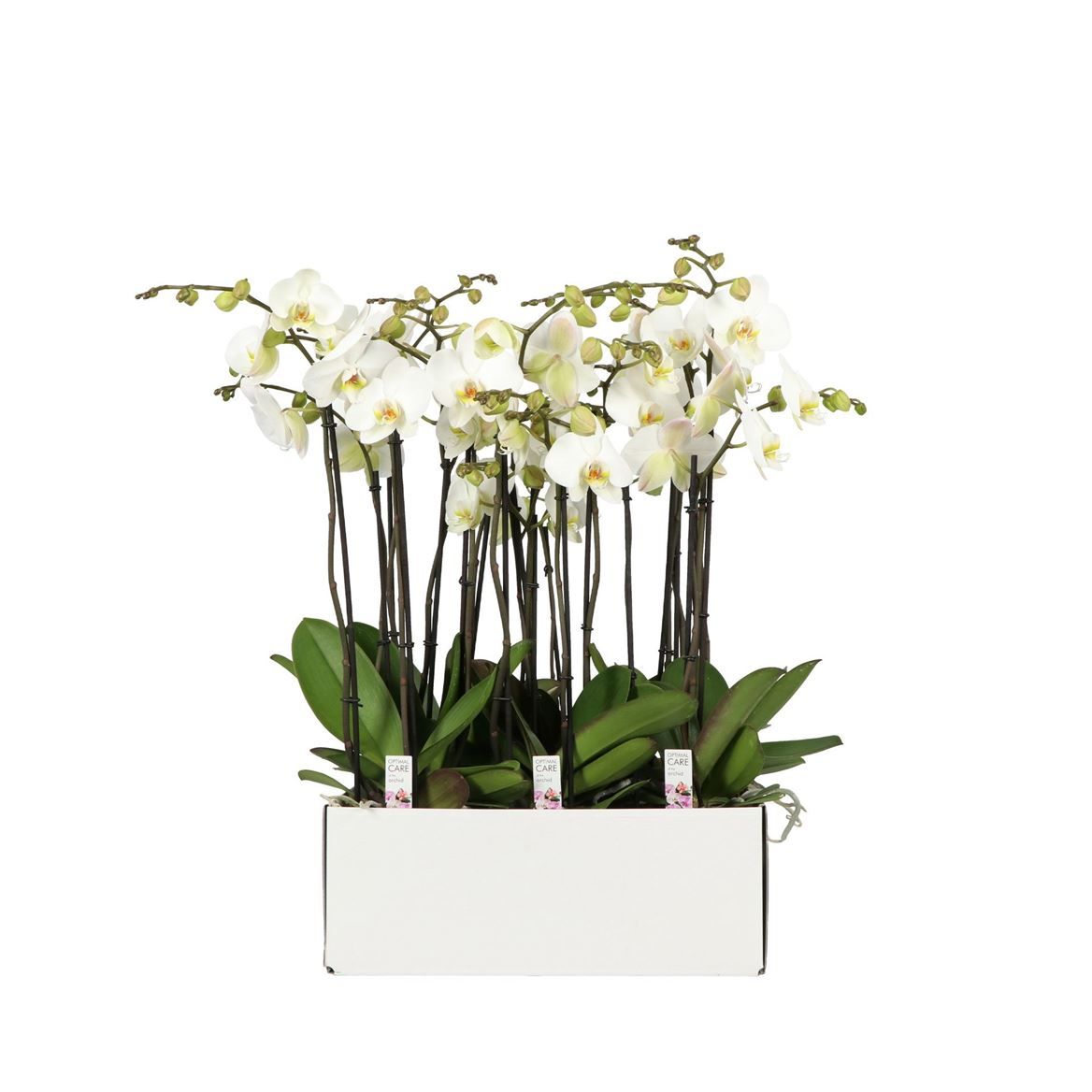 Горшечные цветы и растения оптом Phal 2/3/4st White Duo (opti) от 6шт из Голландии с доставкой по России