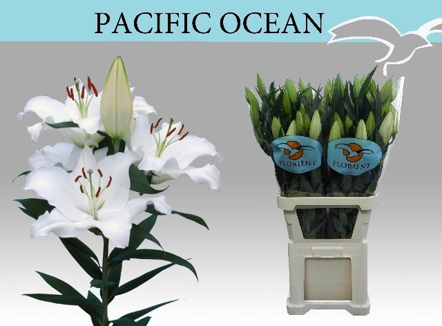 Срезанные цветы оптом Lilium or pacific ocean от 40шт. из Голландии с доставкой по России