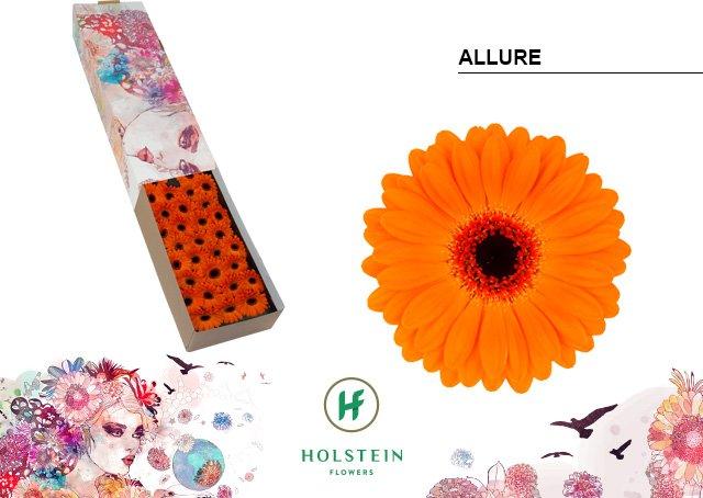 Срезанные цветы оптом Germini allure от 60шт. из Голландии с доставкой по России