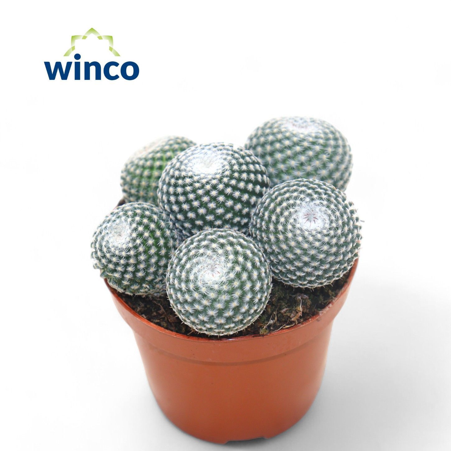 Горшечные цветы и растения оптом Mammillaria Perbella (group) от 18шт (для телеги) из Голландии с доставкой по России