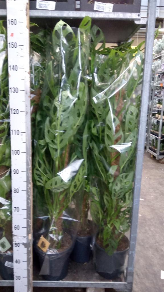 Горшечные цветы и растения оптом Monstera Adansonii holy Moly от 1шт из Голландии с доставкой по России