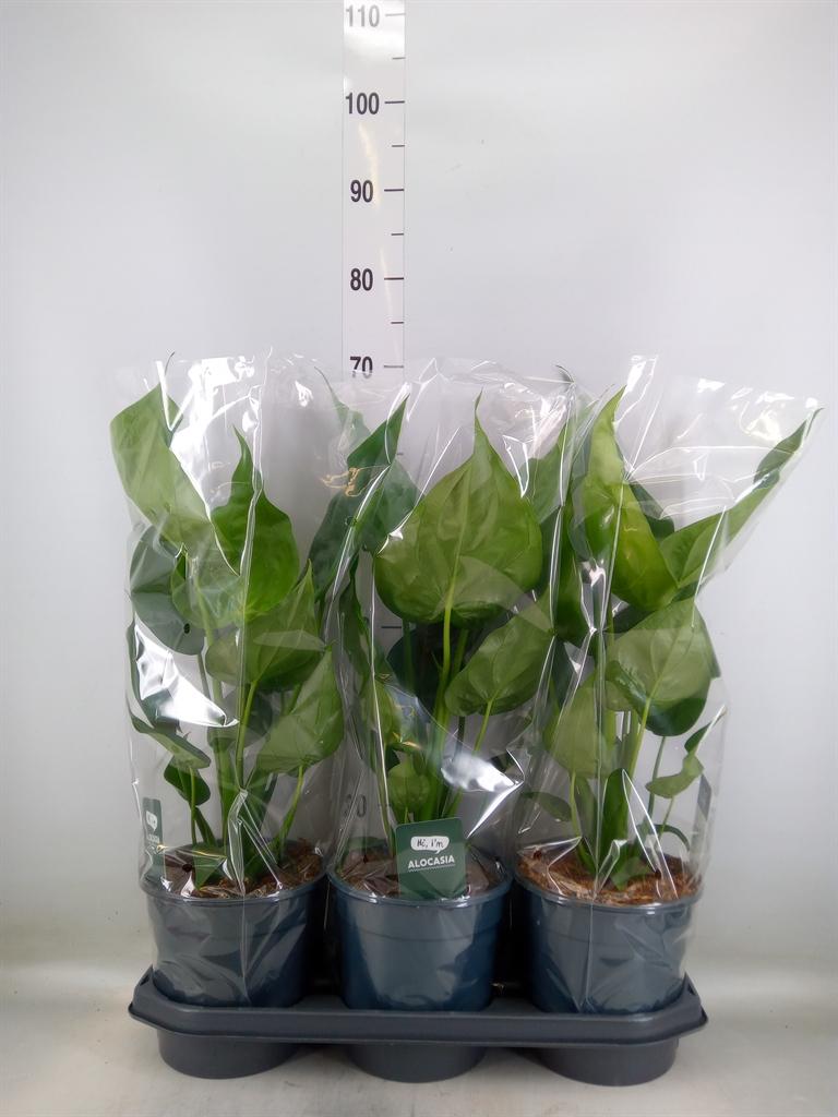 Горшечные цветы и растения оптом Alocasia Cucullata от 3шт (для телеги) из Голландии с доставкой по России