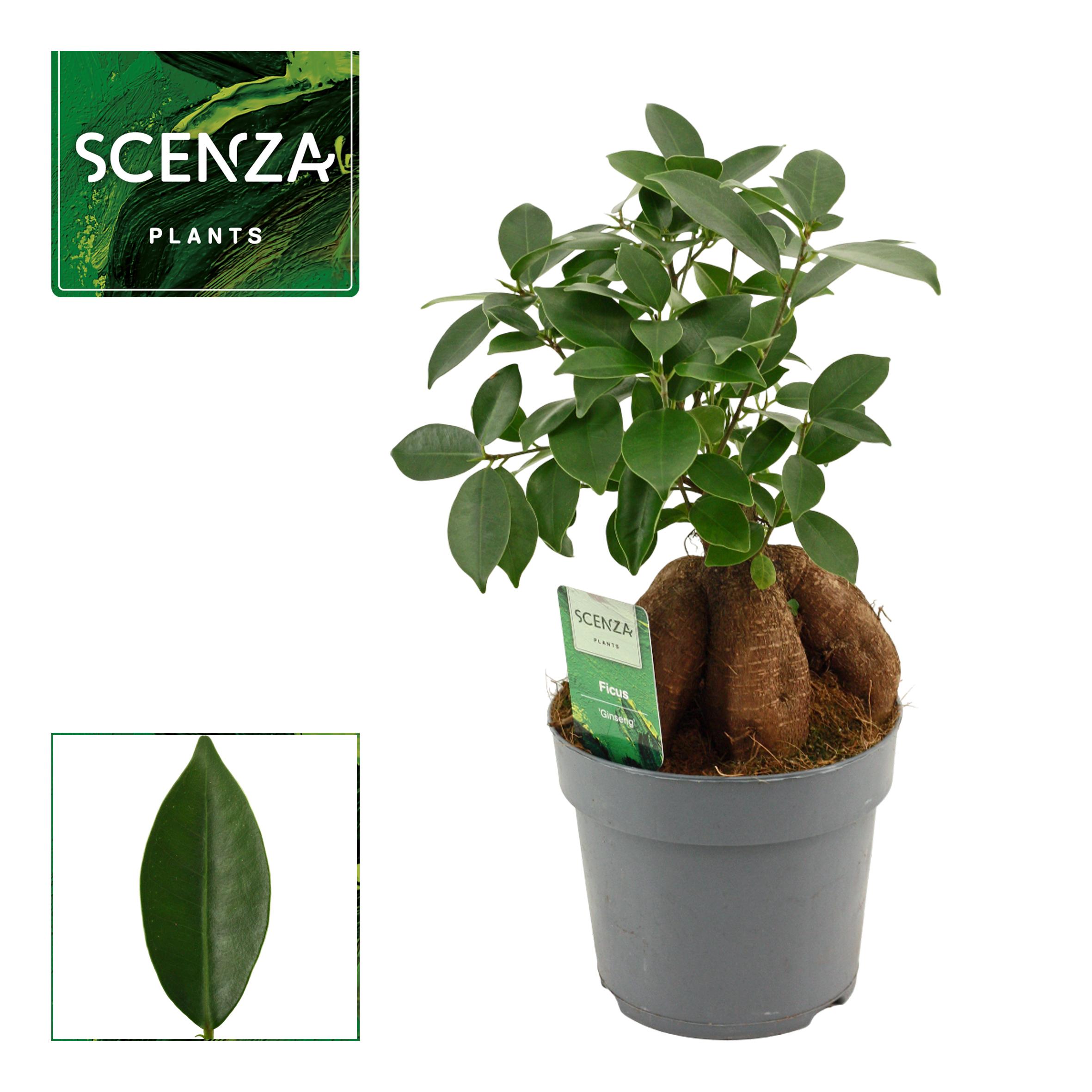 Горшечные цветы и растения оптом Ficus Ginseng Retusa от 7шт из Голландии с доставкой по России