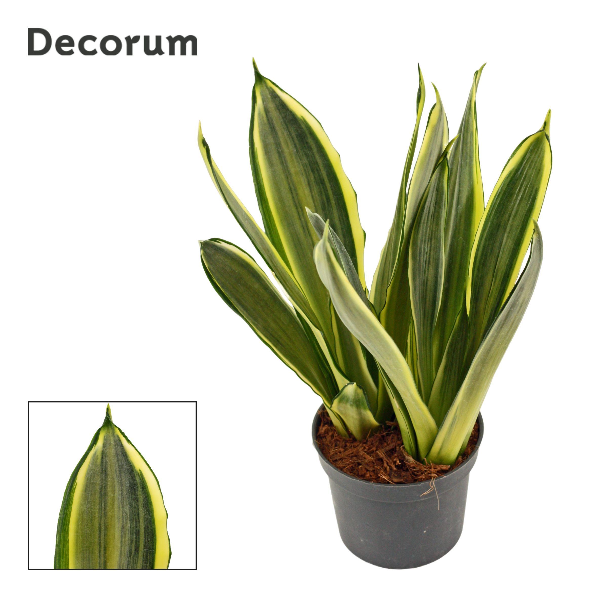 Горшечные цветы и растения оптом Sansevieria Silver Spears (decorum) от 18шт (для телеги) из Голландии с доставкой по России