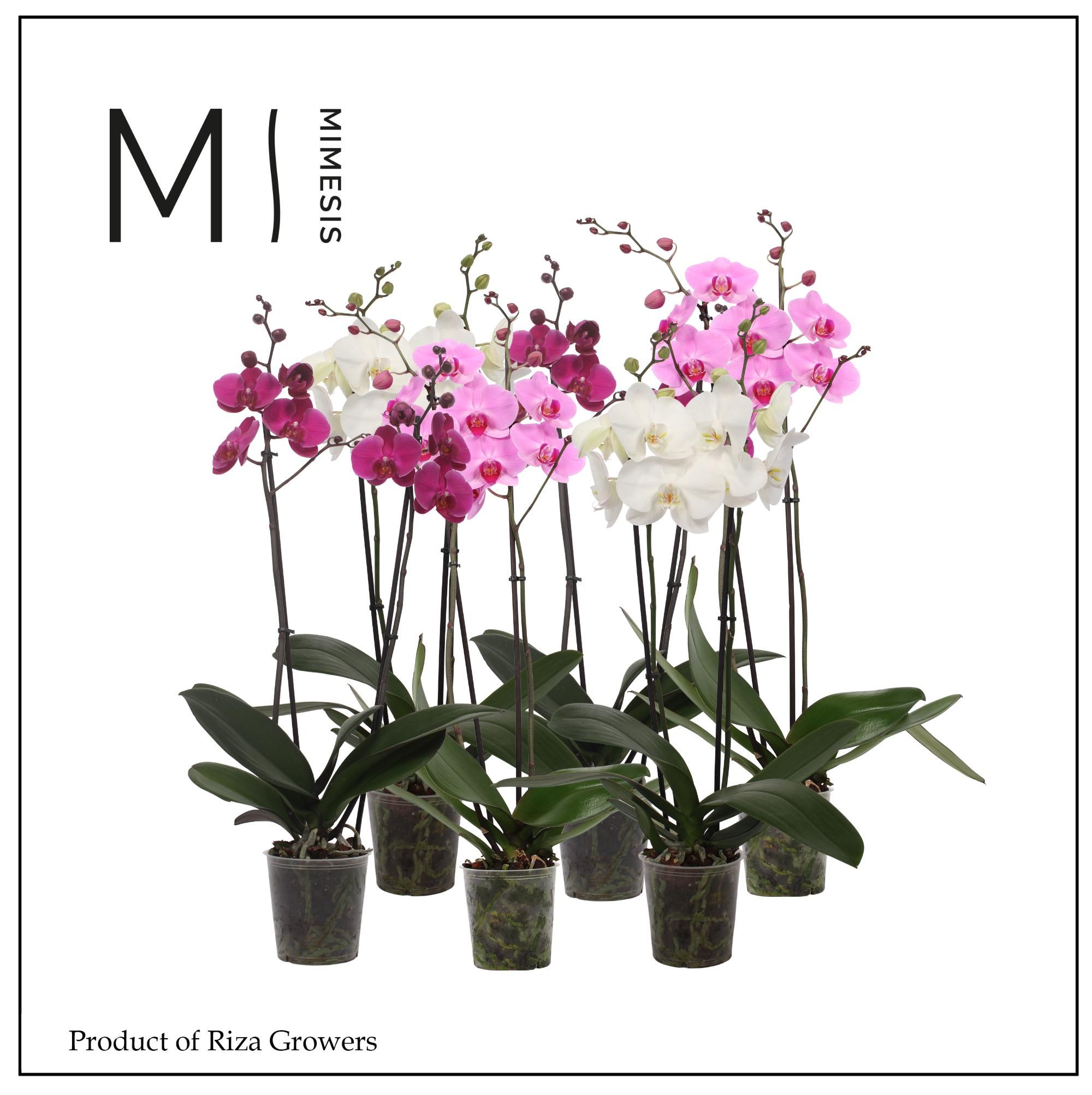 Горшечные цветы и растения оптом Phal 2st White Purple Pink Mix 16+ (orchid Growers от 10шт из Голландии с доставкой по России