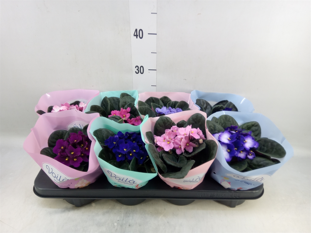 Горшечные цветы и растения оптом Saintpaulia   ...mix от 8шт (для телеги) из Голландии с доставкой по России