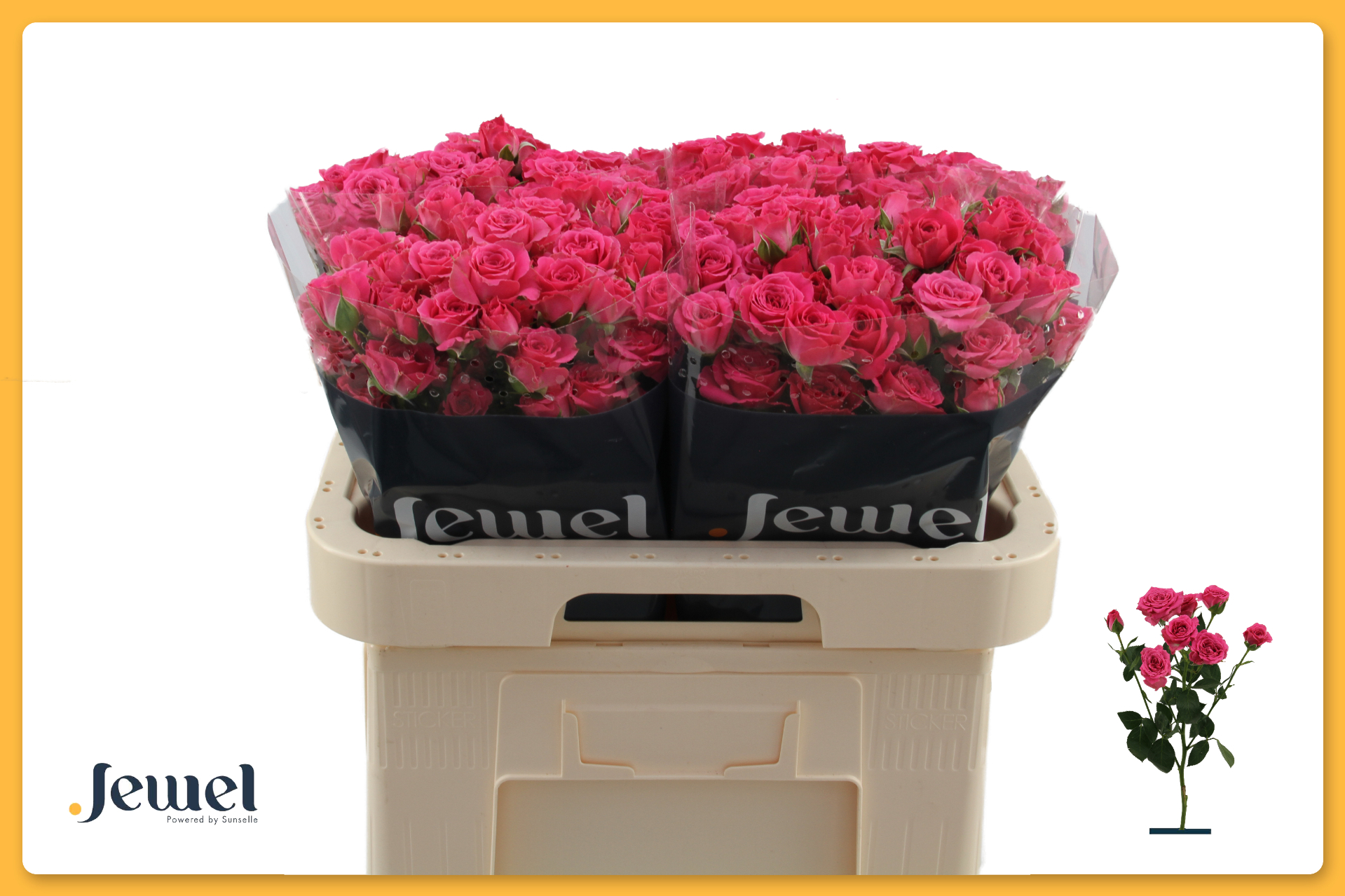 Срезанные цветы оптом Rosa spray lovely lydia от 50шт из Голландии с доставкой по России