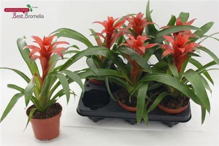 Горшечные цветы и растения оптом Guzm Allura от 6шт из Голландии с доставкой по России