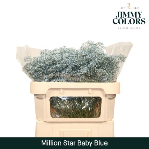 Срезанные цветы оптом Gyps fine paint blue light от 25шт из Голландии с доставкой по России