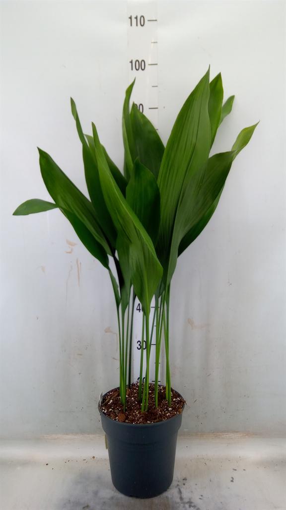 Горшечные цветы и растения оптом Aspidistra Elat. от 1шт из Голландии с доставкой по России