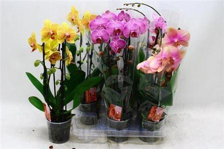 Горшечные цветы и растения оптом Phal El Cascade 2 Branches 18+40% Vertakt от 6шт из Голландии с доставкой по России