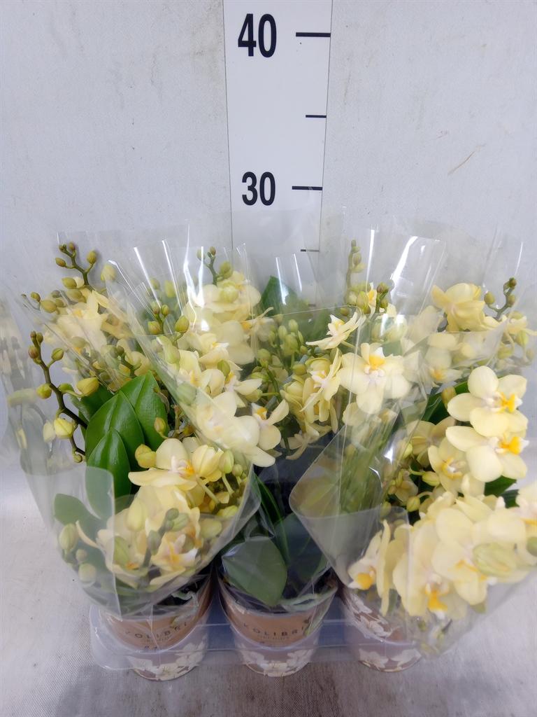Горшечные цветы и растения оптом Phal Multi Yellow (ok) от 6шт (для телеги) из Голландии с доставкой по России