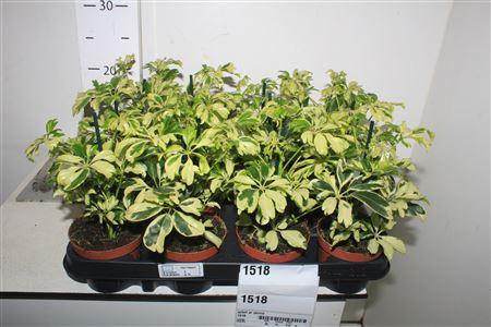 Горшечные цветы и растения оптом Scheffelra Janine от 12шт (для телеги) из Голландии с доставкой по России Горшечные цветы и растения оптом Scheffelra Janine от 12шт (для телеги) из Голландии с доставкой по России