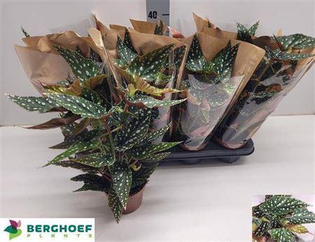 Горшечные цветы и растения оптом Beg Ma Spotl Green от 8шт (для телеги) из Голландии с доставкой по России