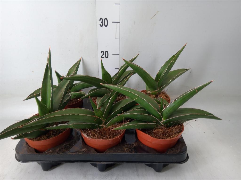 Горшечные цветы и растения оптом Sansevieria   ... от 6шт из Голландии с доставкой по России