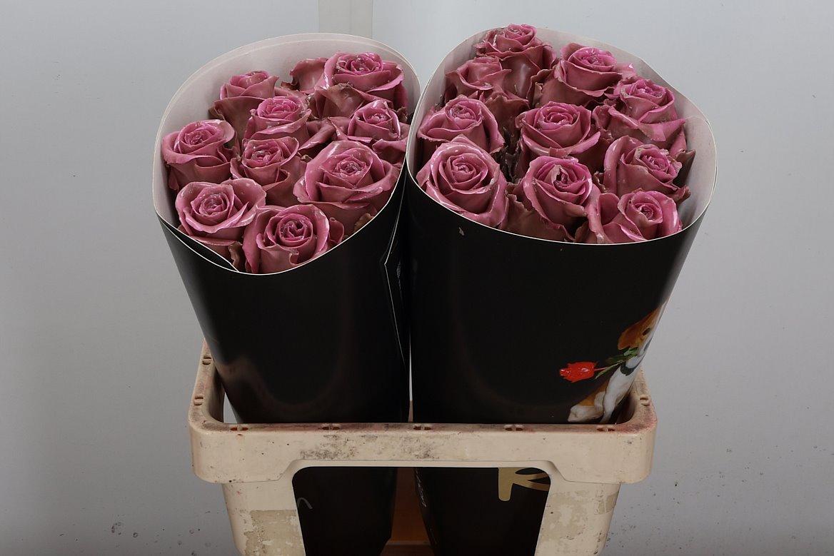 Срезанные цветы оптом Rosa large wax classic pink от 20шт из Голландии с доставкой по России