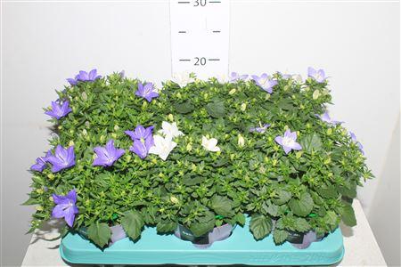 Горшечные цветы и растения оптом Campanula Isophylla Mix от 6шт (для телеги) из Голландии с доставкой по России
