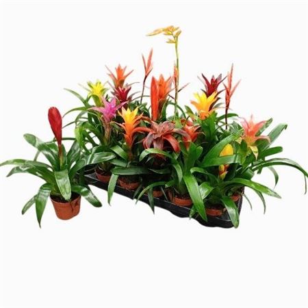 Горшечные цветы и растения оптом Bromelia Mix от 18шт (для телеги) из Голландии с доставкой по России