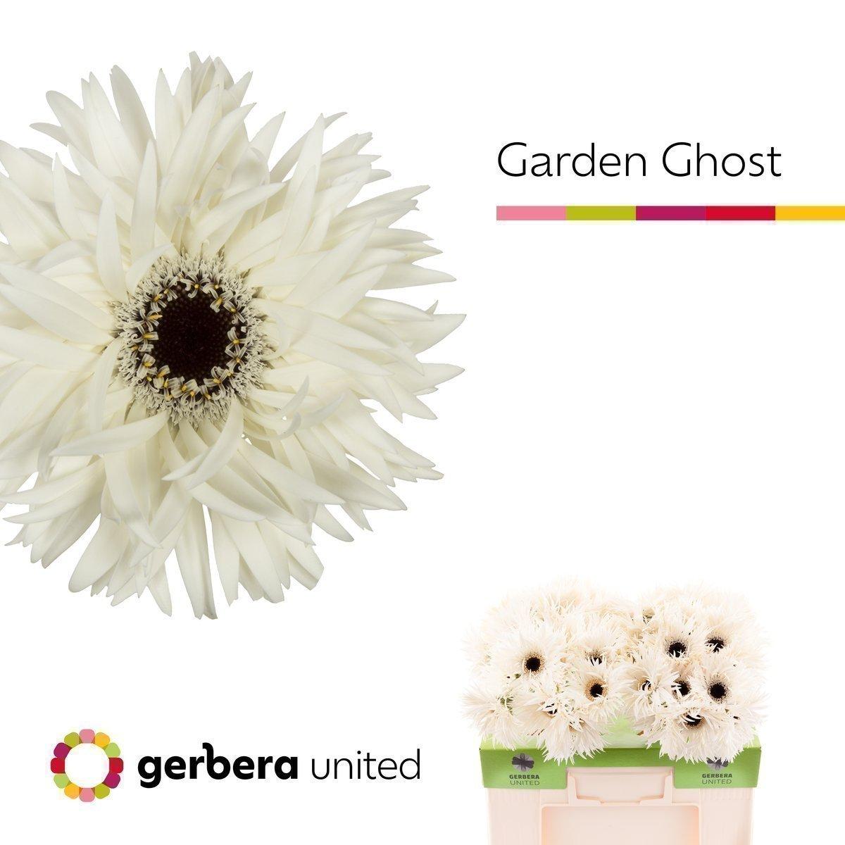 Срезанные цветы оптом Gerbera garden ghost A от 40шт из Голландии с доставкой по России