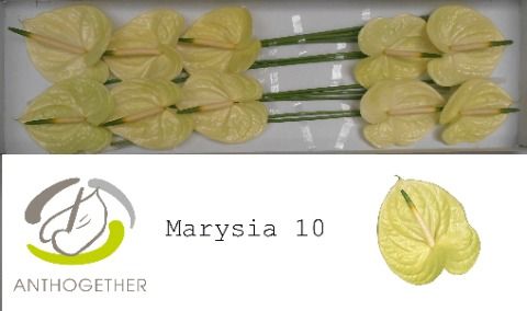 Срезанные цветы оптом Anthurium marysia от 10шт из Голландии с доставкой по России
