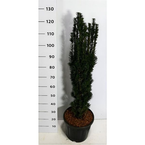 Горшечные цветы и растения оптом Taxus Bacc Fastigiata Robusta от 1шт из Голландии с доставкой по России