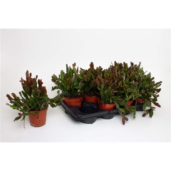 Горшечные цветы и растения оптом Rhipsalis Agudoensis от 8шт из Голландии с доставкой по России