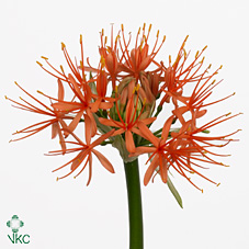 Срезанные цветы оптом Scadoxus orange wonder от 20шт из Голландии с доставкой по России