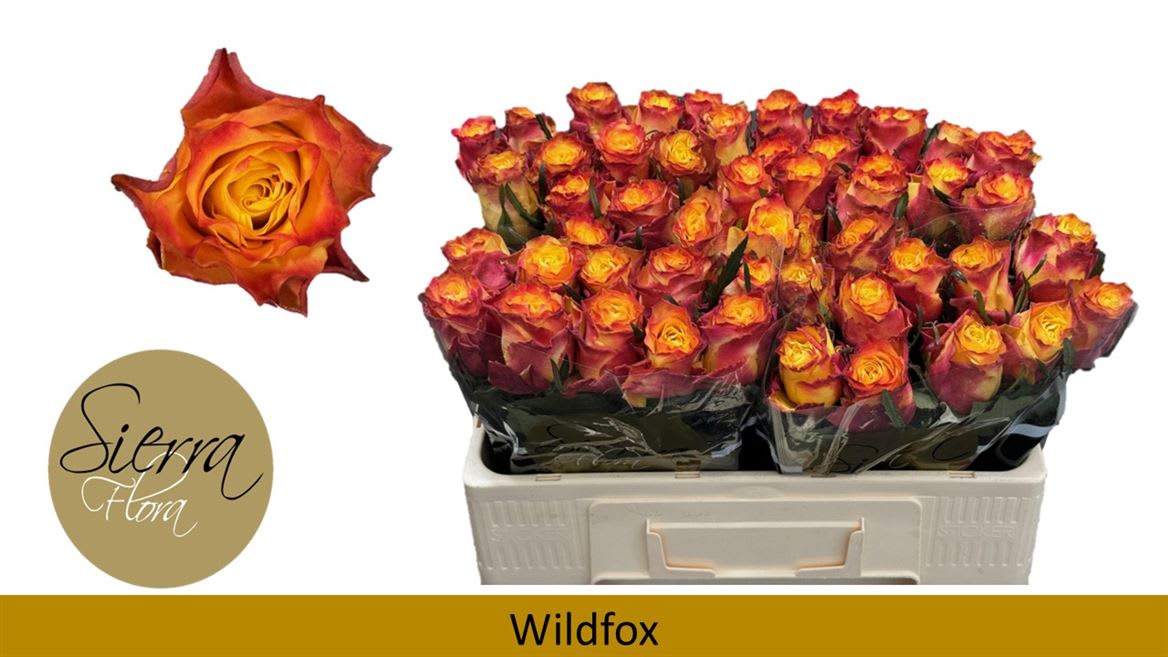 Срезанные цветы оптом Rosa large wildfox от 60шт из Голландии с доставкой по России