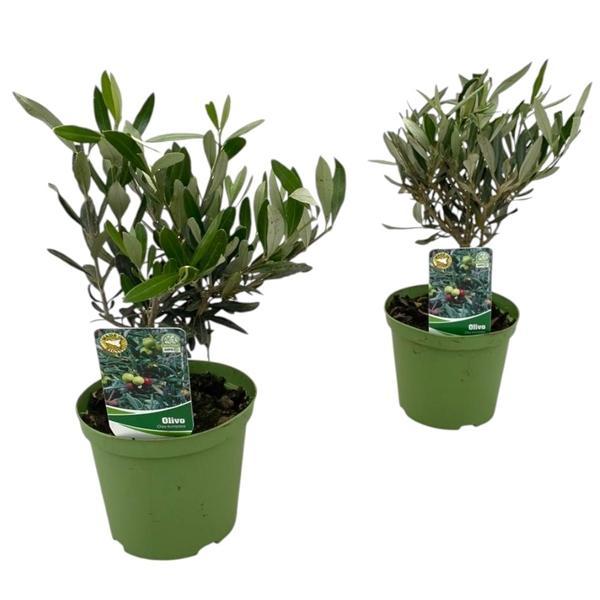 Горшечные цветы и растения оптом Olea Europaea Bush от 6шт из Голландии с доставкой по России