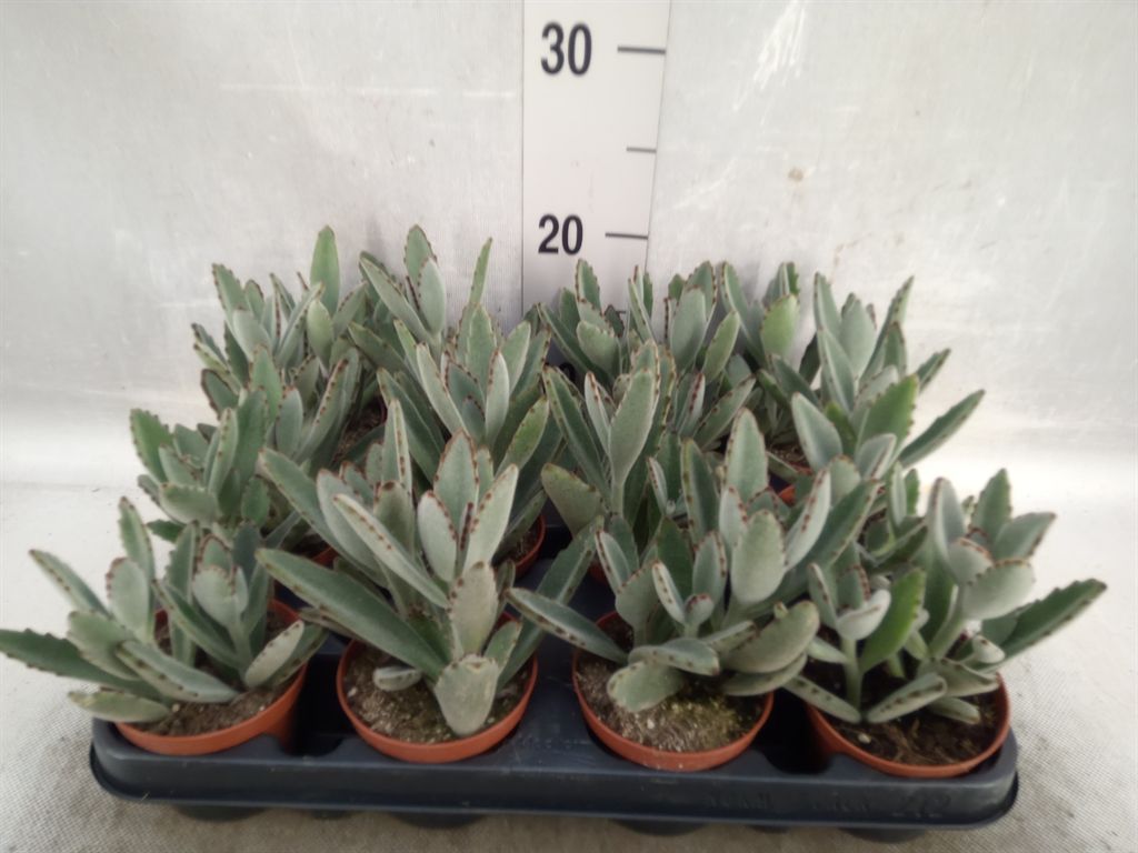 Горшечные цветы и растения оптом Kalanchoe Nf Tomentosa от 12шт из Голландии с доставкой по России