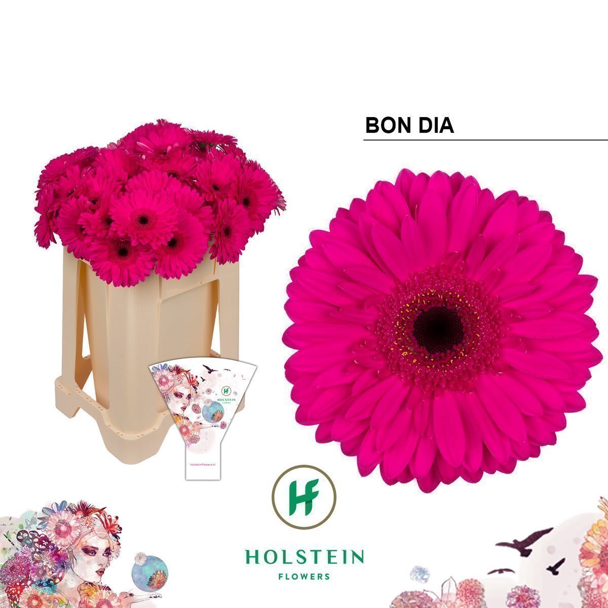 Срезанные цветы оптом Gerbera bon dia от 40шт из Голландии с доставкой по России