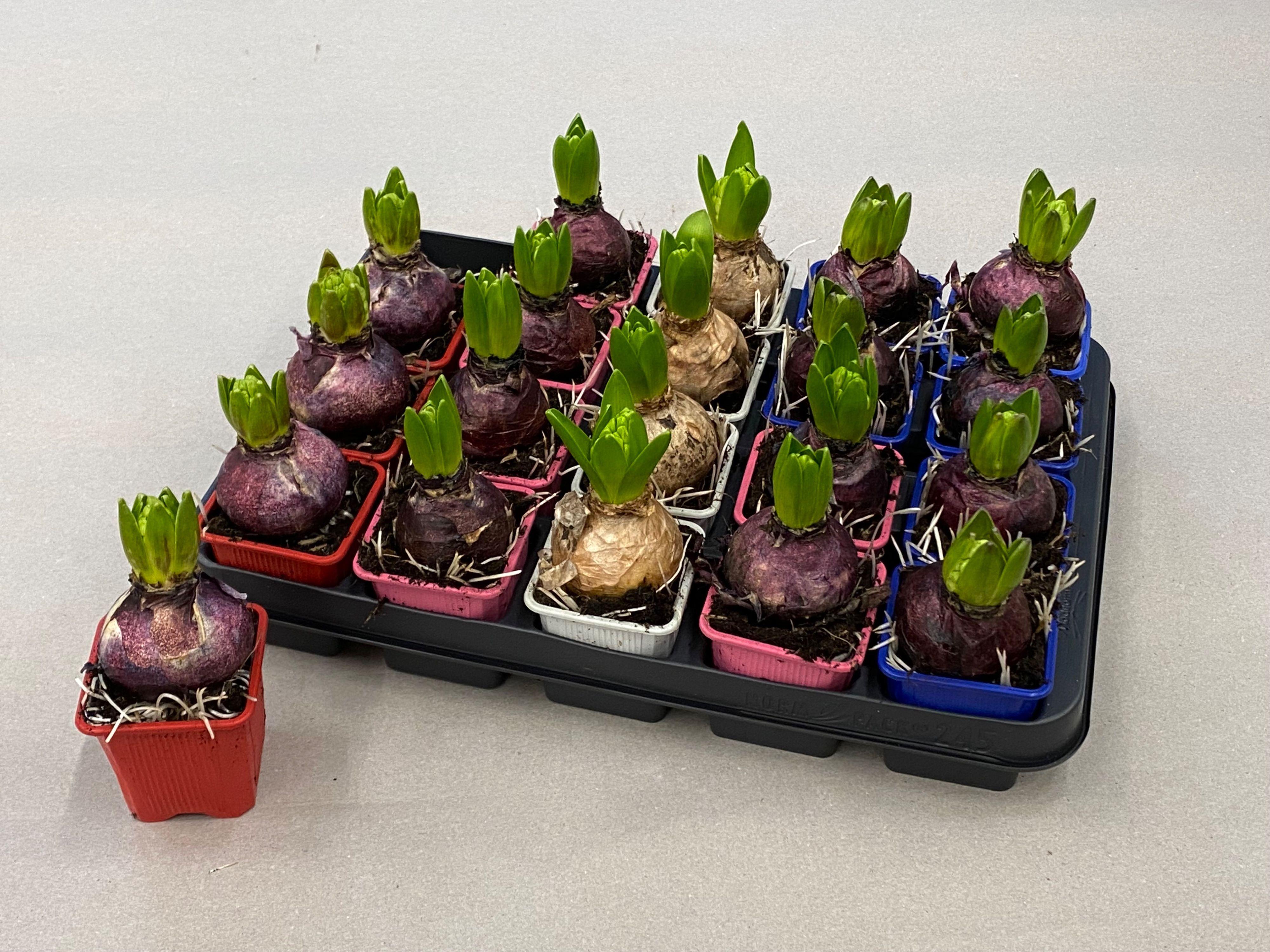 Горшечные цветы и растения оптом Hyacin Gem 4 Kl от 20шт (для телеги) из Голландии с доставкой по России