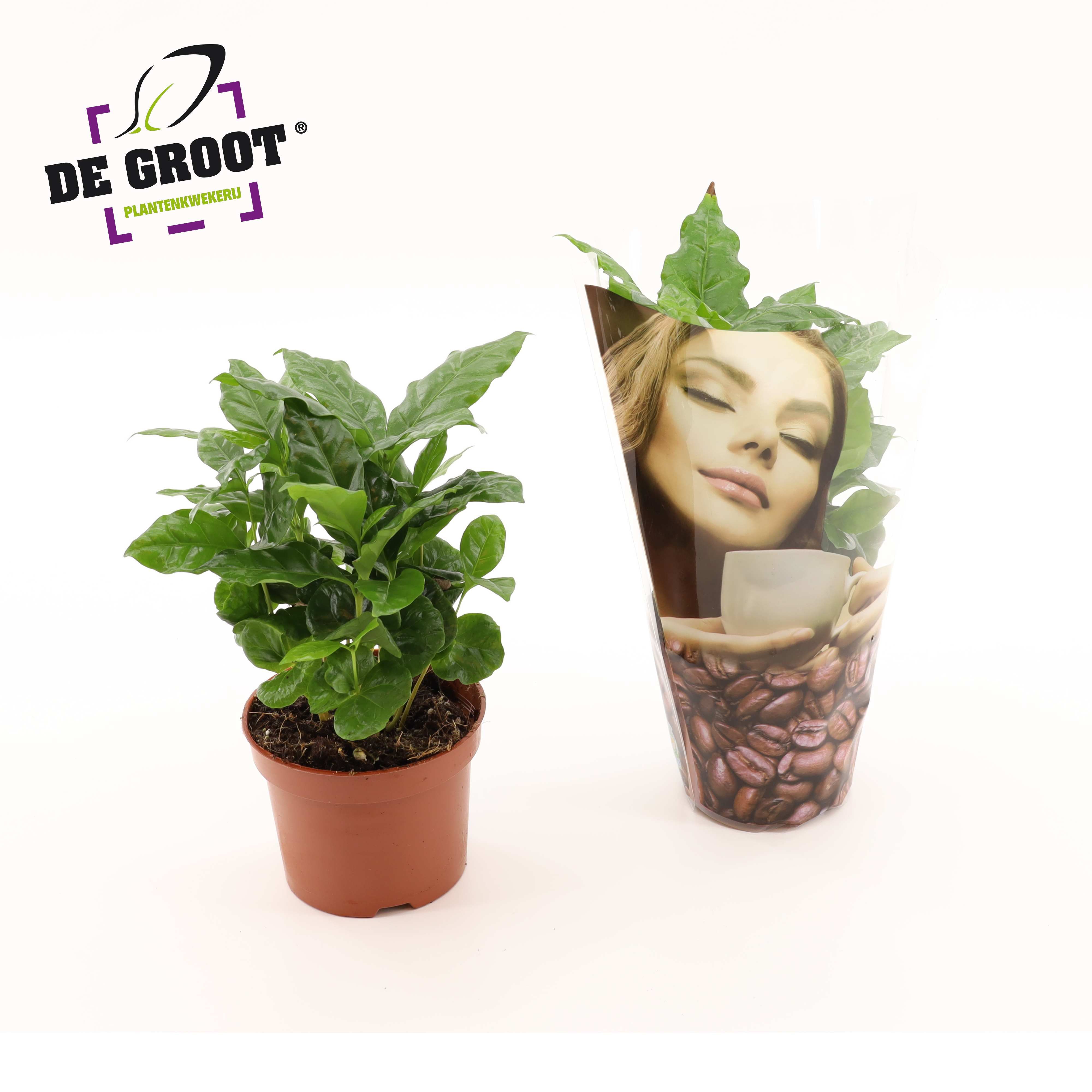 Горшечные цветы и растения оптом Coffea Arabica In Deco Sleeve от 10шт из Голландии с доставкой по России