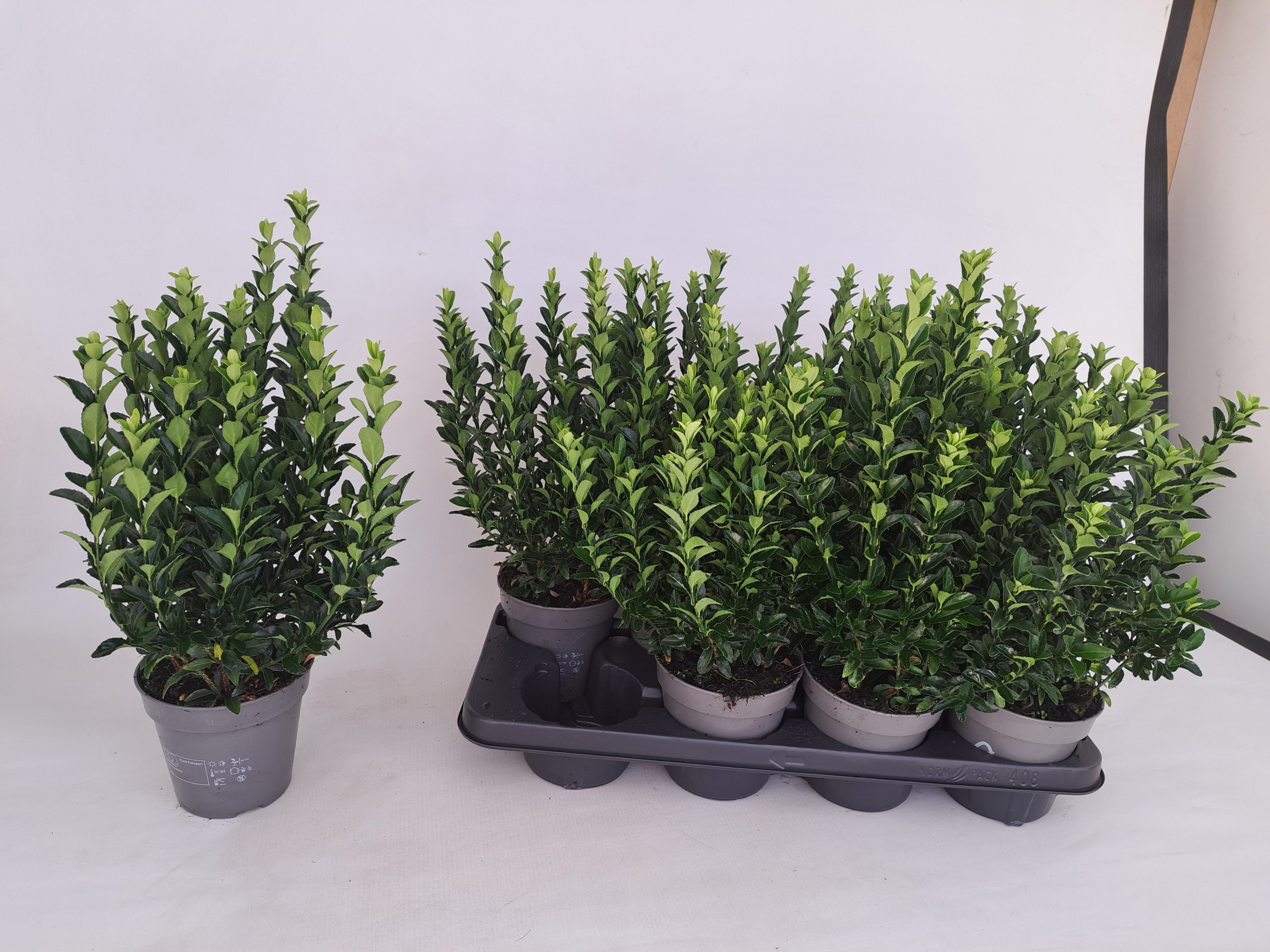 Горшечные цветы и растения оптом Euonymus Ja Gr Spire от 8шт из Голландии с доставкой по России