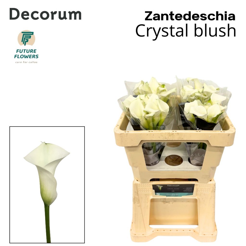 Срезанные цветы оптом Zantedeschia crystal blush от 40шт. из Голландии с доставкой по России