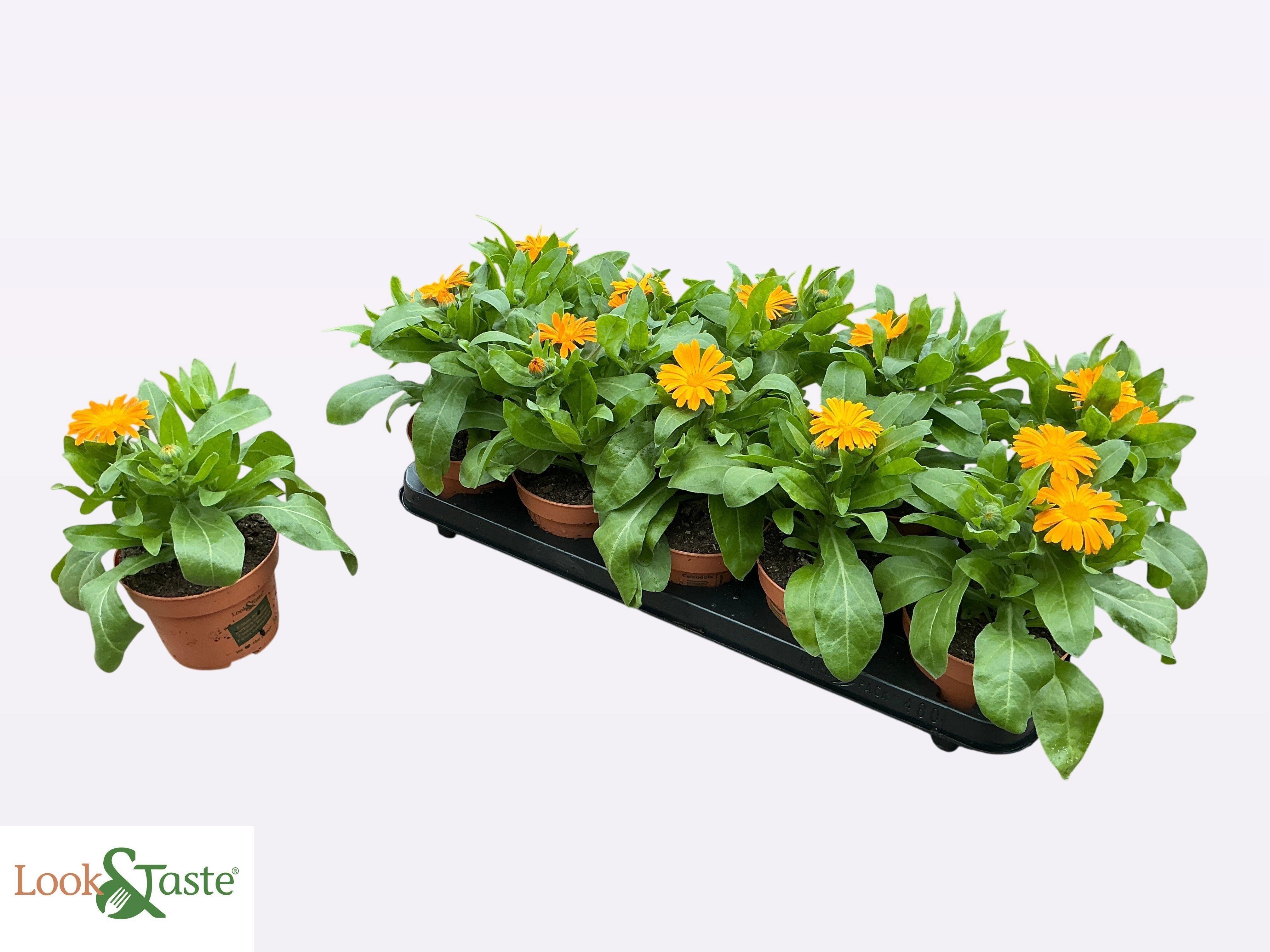 Горшечные цветы и растения оптом Calendul Officinalis от 10шт из Голландии с доставкой по России