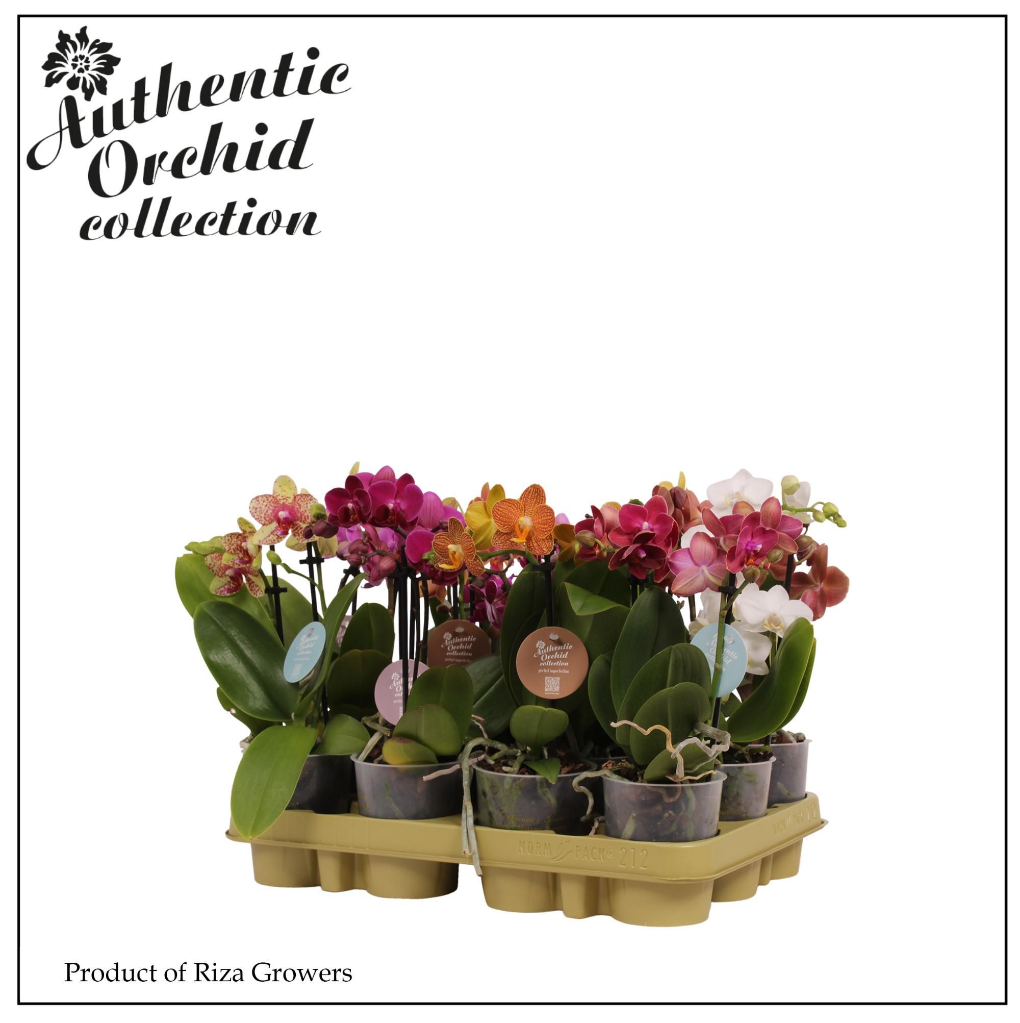 Горшечные цветы и растения оптом Phal Multi 2st Mix 12+ Authentic (orchid Growers) от 12шт (для телеги) из Голландии с доставкой по России