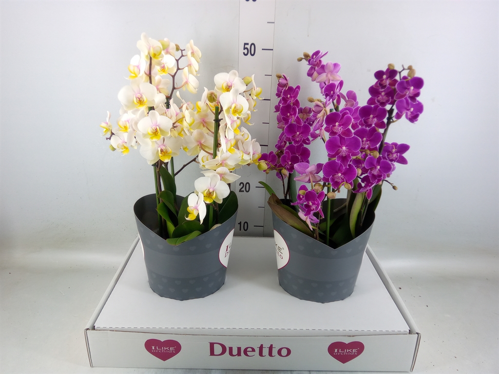 Горшечные цветы и растения оптом Phalaenopsis   ...mix от 2шт из Голландии с доставкой по России