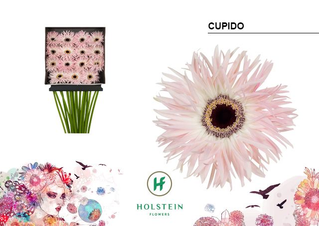 Срезанные цветы оптом Gerbera diamond gerspider cupido от 15шт из Голландии с доставкой по России