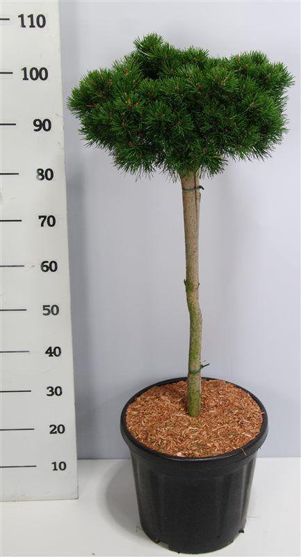 Горшечные цветы и растения оптом Pinus Mugo Lilliput On Stem от 1шт из Голландии с доставкой по России