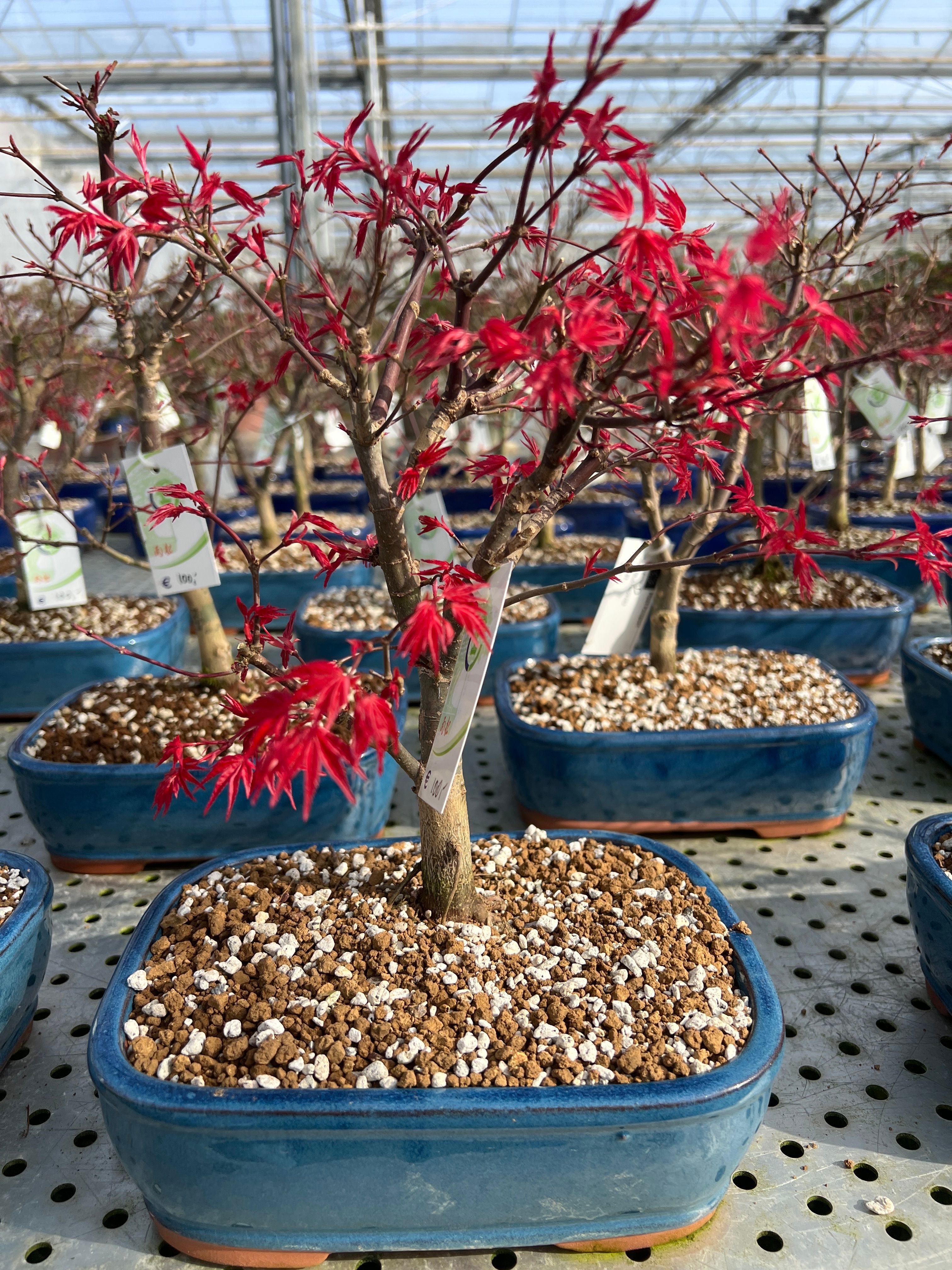 Горшечные цветы и растения оптом Acer Palmatum Deshojo, от 3шт из Голландии с доставкой по России