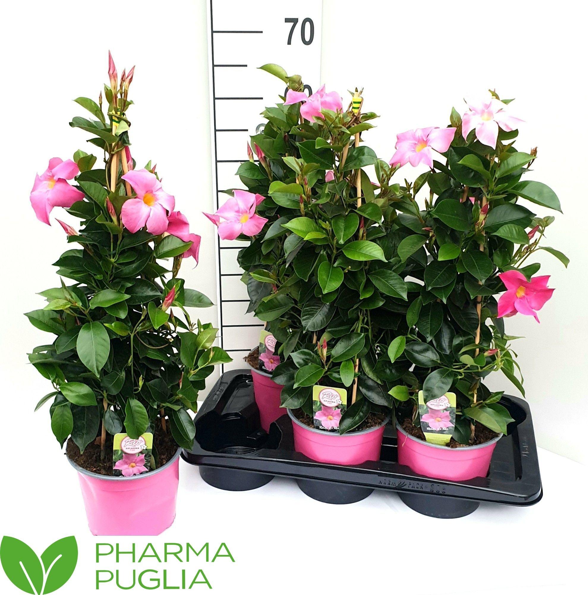 Горшечные цветы и растения оптом Mande Rio Pink от 6шт из Голландии с доставкой по России