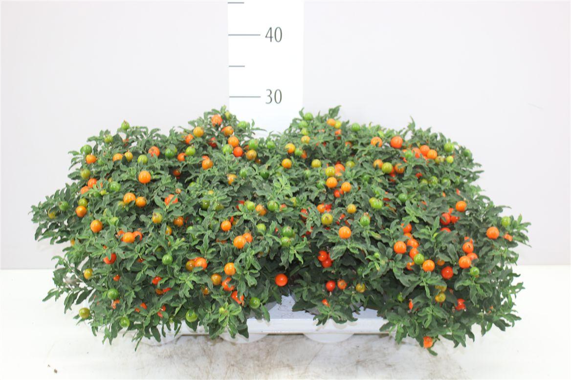 Горшечные цветы и растения оптом Solanum Pseudocapsicum от 8шт из Голландии с доставкой по России
