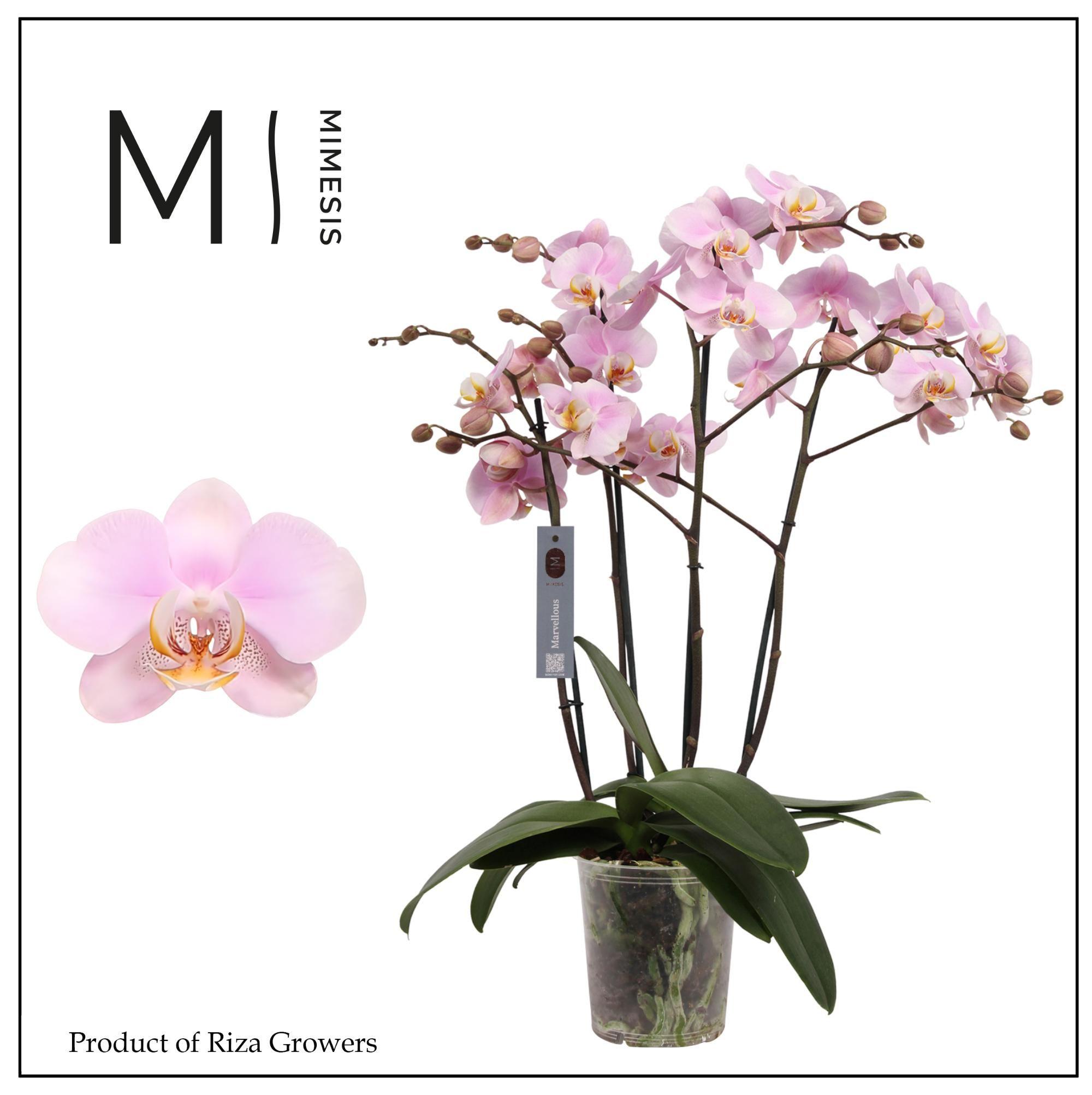 Горшечные цветы и растения оптом Phal 4st Marvellous Light Pink 50+ (orchid Growers от 2шт из Голландии с доставкой по России