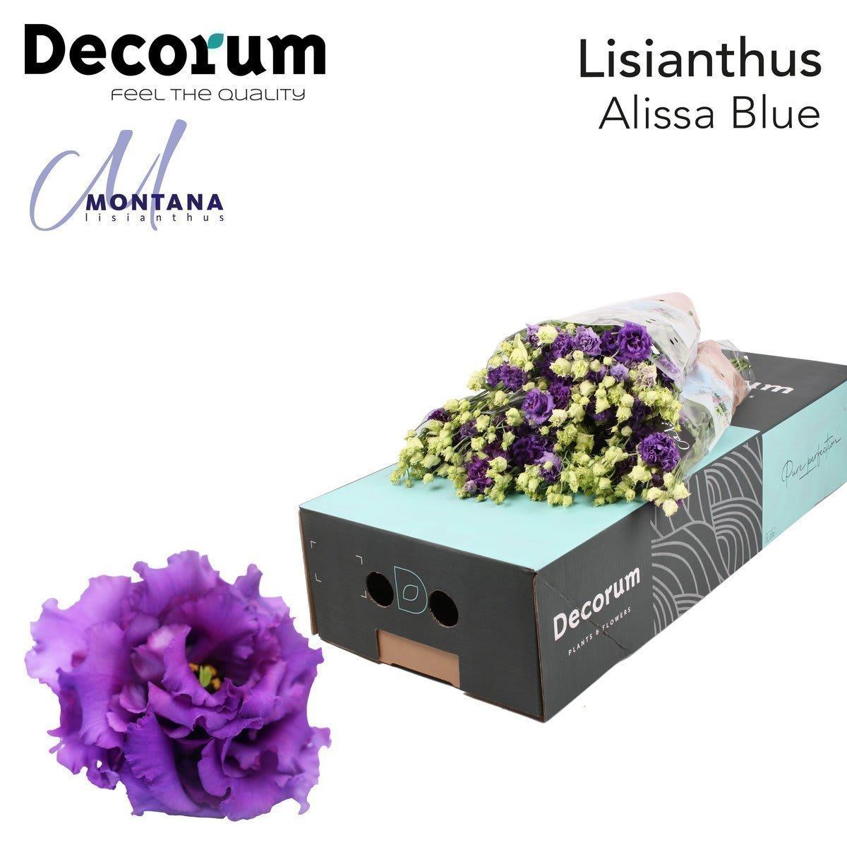 Срезанные цветы оптом Lisianthus do alissa blue A от 40шт из Голландии с доставкой по России