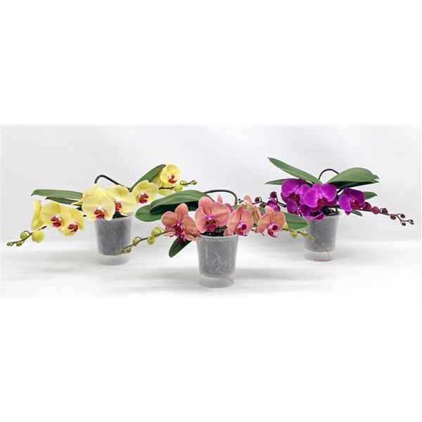 Горшечные цветы и растения оптом Phal 2st Table Mix (phalaenova) от 3шт из Голландии с доставкой по России