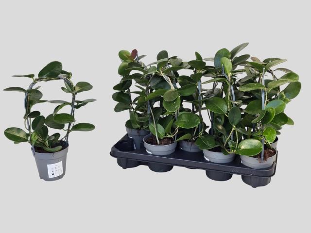 Горшечные цветы и растения оптом Hoya Australis от 9шт из Голландии с доставкой по России